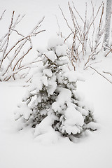 Image showing After snowstorm. Street lamp.