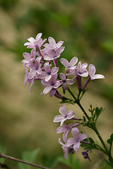 Image showing Purple Lilac