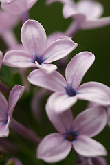 Image showing Lilac closeup