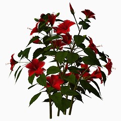 Image showing Hibiscus-Red