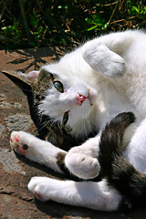 Image showing White cat