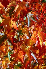 Image showing Red leaves background