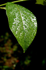 Image showing Green dew wet leaf