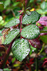 Image showing Green dew wet leaves