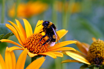 Image showing Bumble-bee on a daisy