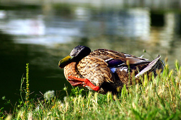 Image showing The sweetest duck in the world