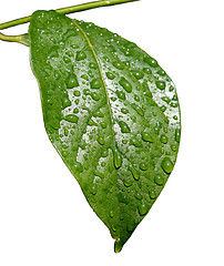 Image showing Green dew wet leaf isolated