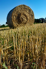 Image showing Hay field