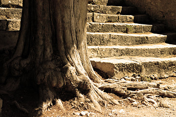 Image showing Tree and flight of steps