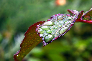 Image showing Green dew wet leaf