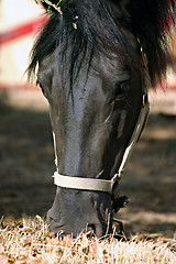 Image showing Horse eating grass