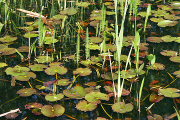 Image showing Luxuriant pond