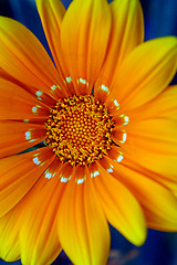 Image showing Yellow flower closeup