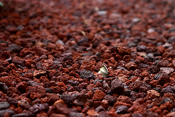 Image showing Leaf amidst pebbles