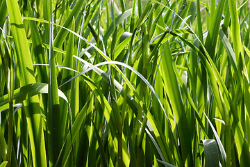 Image showing Stems in the wind