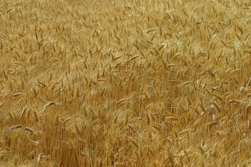 Image showing Corn field