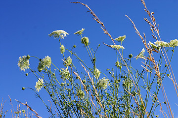 Image showing Sky plants and flowers