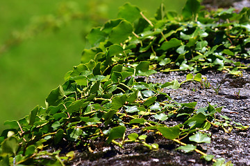 Image showing Green creeping ivy