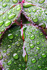 Image showing Green dew wet leaves
