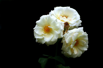 Image showing White flower