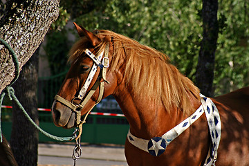 Image showing Tied horse