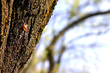 Image showing Bark with resin