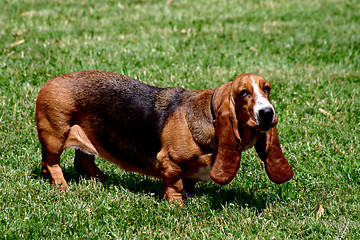 Image showing Dachshund on the grass