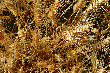 Image showing Corn field closeup