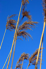 Image showing Stems in the wind