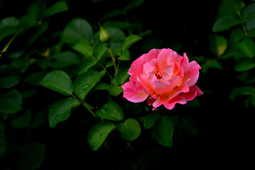 Image showing Pink rose