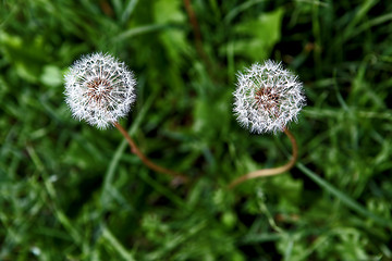 Image showing Dandelion couple from above