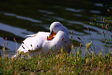 Image showing The sweetest duck in the world