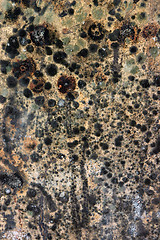 Image showing Mouldy wood texture