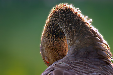 Image showing Gray goose nearby the lake