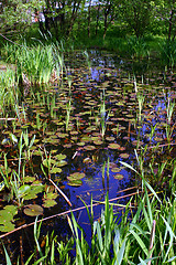 Image showing Luxuriant nymphaea pond