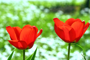 Image showing Red flowers