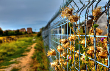 Image showing Imprisoned Flowers