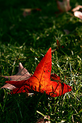 Image showing Red leaf