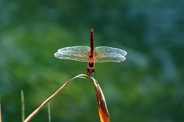 Image showing Red dragonfly on a stem