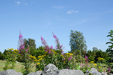 Image showing Summer flowers