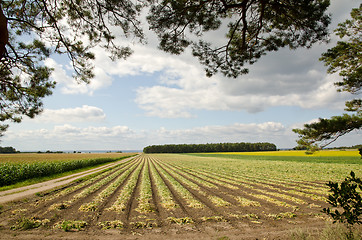 Image showing Harvested onions