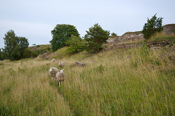 Image showing Sheeps