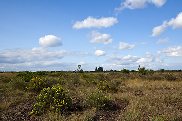 Image showing Yellow bushes