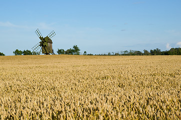 Image showing Wheat field