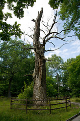 Image showing old oak