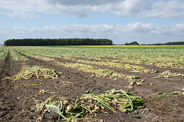 Image showing Onions in a field