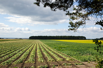 Image showing Rows of onions