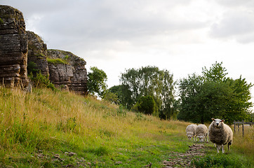 Image showing Grazing sheep