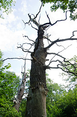 Image showing Old oak