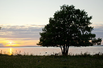 Image showing Tree in sunset